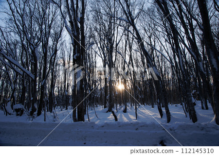 Hakkoda winter beech forest (Aomori Prefecture) Hakkoda winter beech forest (Aomori Prefecture) 112145310