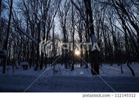 Hakkoda winter beech forest (Aomori Prefecture) Hakkoda winter beech forest (Aomori Prefecture) 112145312