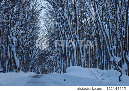 Hakkoda winter beech forest (Aomori Prefecture) Hakkoda winter beech forest (Aomori Prefecture) 112145315