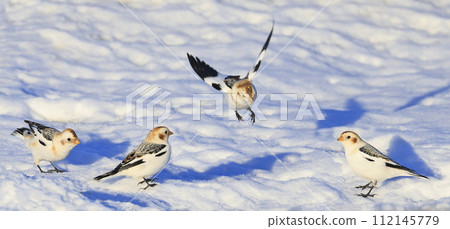 Group of Snow Bunting in winter time, Canada 112145779