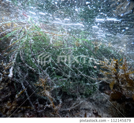 Herring eggs laid on seaweed Herring eggs laid on seaweed 112145879