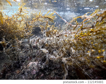 Herring eggs laid on seaweed 112145881