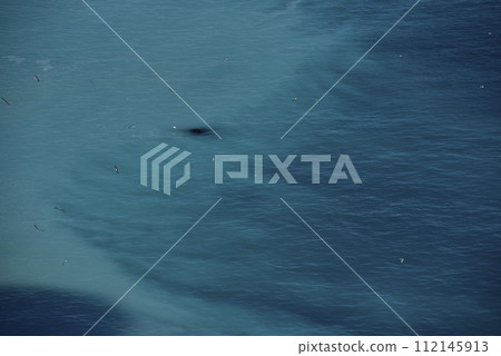 鯡魚學校 鯡魚學校 112145913