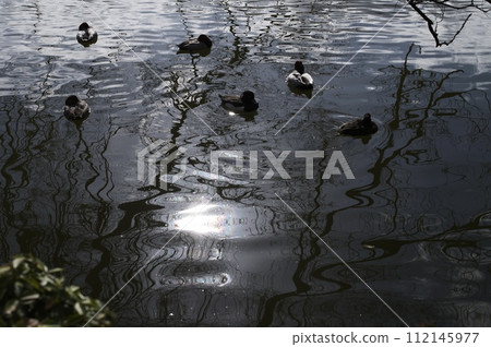 鴨子在冬天的池塘游泳 鴨子在冬天的池塘游泳 112145977