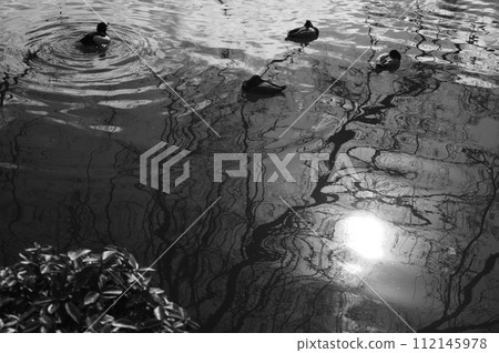 冬天池塘鴨子 112145978