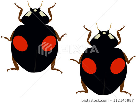 Beneficial insect "Nami lady beetle" 2 pattern type, 2 red patterns on black background, 2 vertical rows 112145997