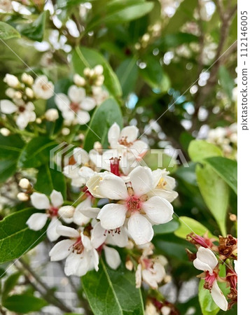 Sharing bouquet 112146005