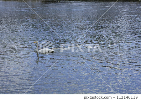 A swan swimming on the water surface (Igarashi River, Sanjo City) 112146119