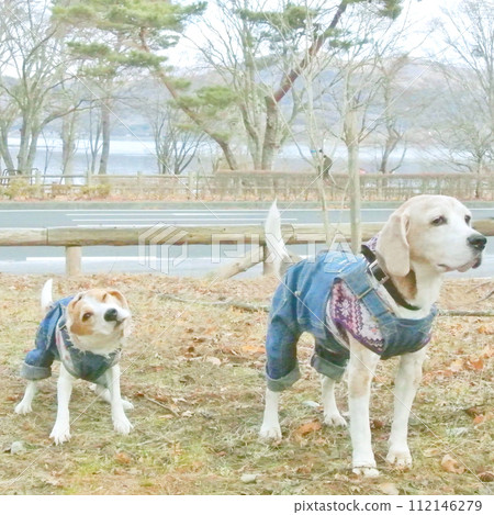 Two beagle dogs taking a walk Two beagle dogs taking a walk 112146279