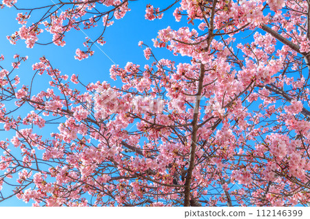 [Seasonal image material] Kawazu cherry blossoms (Hirai) around the former Nakagawa Fureai Bridge in Tokyo 112146399