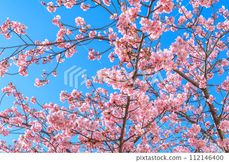 [Seasonal image material] Kawazu cherry blossoms (Hirai) around the former Nakagawa Fureai Bridge in Tokyo 112146400