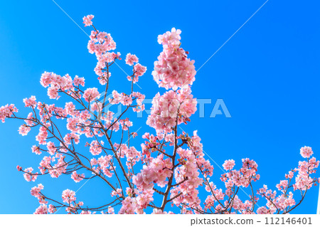 [Seasonal image material] Kawazu cherry blossoms (Hirai) around the former Nakagawa Fureai Bridge in Tokyo 112146401