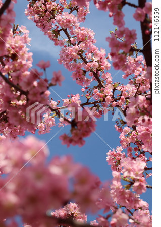 Kawazu cherry blossoms, Nishinada Station, Hanshin Railway, Saigogawa Kawaguchi Park, Hanshin Sannomiya Station, rape blossoms, free, early blooming, clear skies, early spring, pink Kawazu cherry blossoms, Nishinada Station, Hanshin Railway, Saigogawa Kawaguchi Park, Hanshin Sannomiya Station, rape blossoms, free, early blooming, clear skies, early spring, pink 112146559