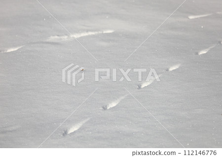 Footprints in the snowy field - Squirrel 112146776