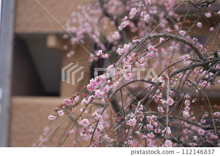 Arako Park Plum Festival Spring Arako Park Plum Festival Spring 112146837