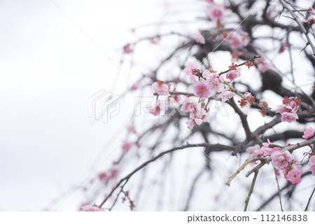 Arako Park Plum Festival Spring 112146838