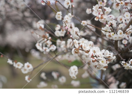 Arako Park Plum Festival Spring Arako Park Plum Festival Spring 112146839