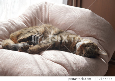 沉睡的鬼虎 112146877