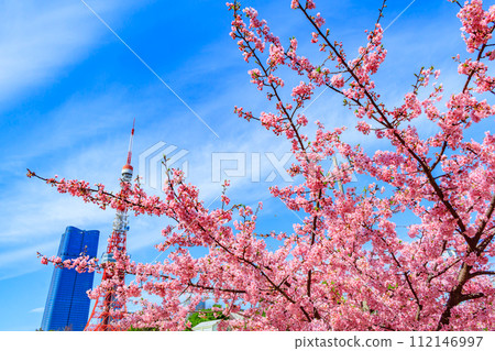 [Seasonal city scenery] Tokyo Tower, Azabudai Hills and Kawazu cherry blossoms (from Shiba Park) 112146997