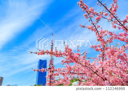 【季節都市風景】東京鐵塔、麻布台、河津櫻花(芝公園出發) 【季節都市風景】東京鐵塔、麻布台、河津櫻花(芝公園出發) 112146998