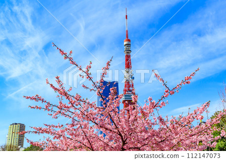 【季節都市風景】東京鐵塔、麻布台、河津櫻花(芝公園出發) 【季節都市風景】東京鐵塔、麻布台、河津櫻花(芝公園出發) 112147073