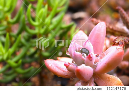 plants with morning dew 112147176