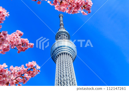 【季節都市風景】東京晴空塔與河津櫻花 【季節都市風景】東京晴空塔與河津櫻花 112147261