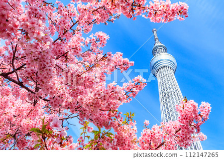 【季節都市風景】東京晴空塔與河津櫻花 112147265