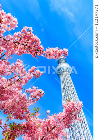 【季節都市風景】東京晴空塔與河津櫻花 112147271