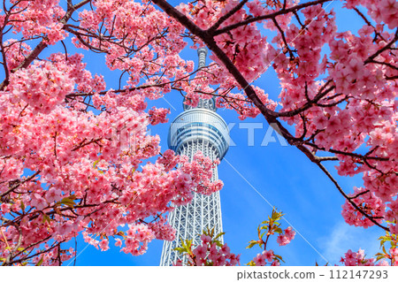【季節都市風景】東京晴空塔與河津櫻花 112147293