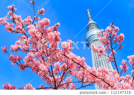 [Seasonal city scenery] Tokyo Sky Tree and Kawazu cherry blossoms 112147318