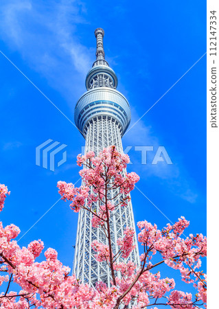【季節都市風景】東京晴空塔與河津櫻花 112147334