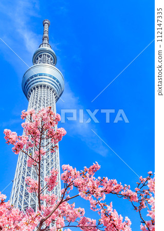 [Seasonal city scenery] Tokyo Sky Tree and Kawazu cherry blossoms 112147335