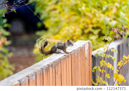 A little squirrel is sitting on a wooden fence, seemingly looking for food. 112147371