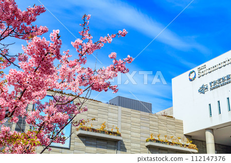 【季節城市風景】東京晴空塔城和河津櫻花 112147376