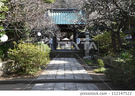 藤澤定隆寺 梅花盛開時 112147522