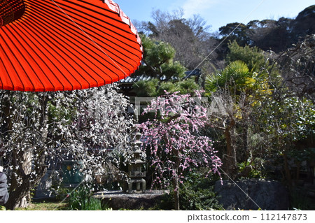 Fujisawa Joryuji Temple with red field umbrellas and plum blossoms Fujisawa Joryuji Temple with red field umbrellas and plum blossoms 112147873