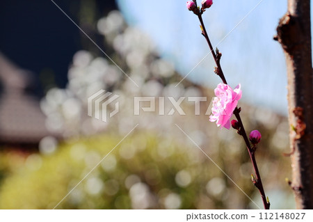 Hanamomo粉紅色 112148027