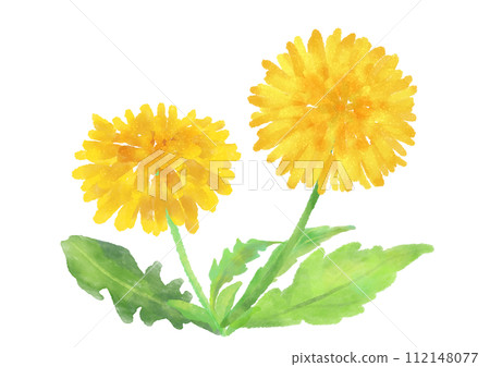 可愛的蒲公英水彩素材 可愛的蒲公英水彩素材 112148077