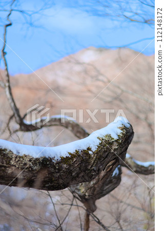 Thick branches and piled up snow 112148172