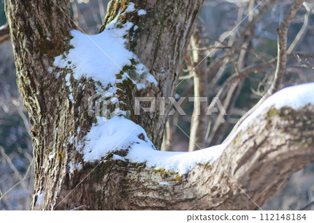 Thick branches and piled up snow Thick branches and piled up snow 112148184