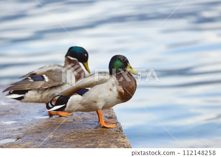 beautiful beautiful duck in an interesting pose against 112148258