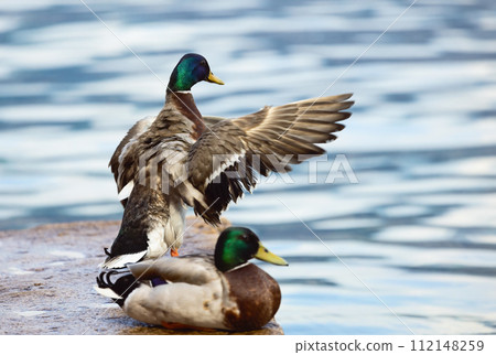 beautiful beautiful duck in an interesting pose against beautiful beautiful duck in an interesting pose against 112148259