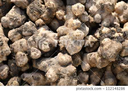 Harvesting Jerusalem artichoke Harvesting Jerusalem artichoke 112148286