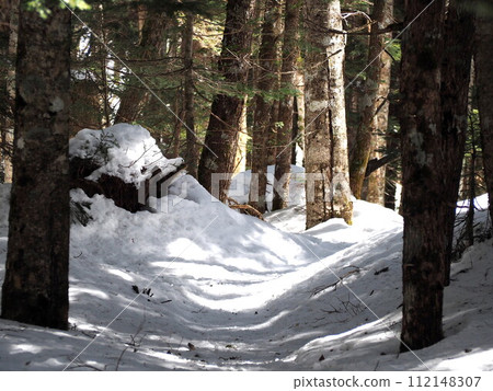 The early spring sun shines through the forest of Oshirabiso, just as the snow is about to melt. 112148307