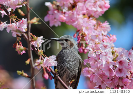 早開的櫻花和盛開的鵯 早開的櫻花和盛開的鵯 112148360