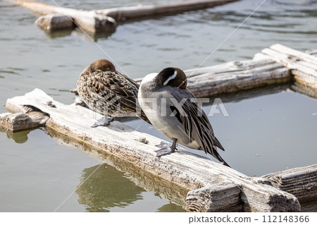 Duck taking a nap with its head buried Duck taking a nap with its head buried 112148366