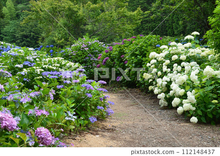 Kitaibaraki Hydrangea Forest 2023-6-25 #31 Kitaibaraki Hydrangea Forest 2023-6-25 #31 112148437