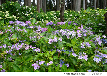 北茨城繡球花林 2023-6-25 #35 北茨城繡球花林 2023-6-25 #35 112148443