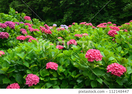 Kitaibaraki Hydrangea Forest 2023-6-25 #38 Kitaibaraki Hydrangea Forest 2023-6-25 #38 112148447